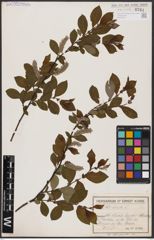 Foto von Salix aurita L.